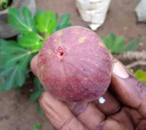 Fig Seedlings