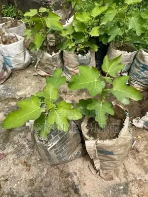 Fig Seedlings