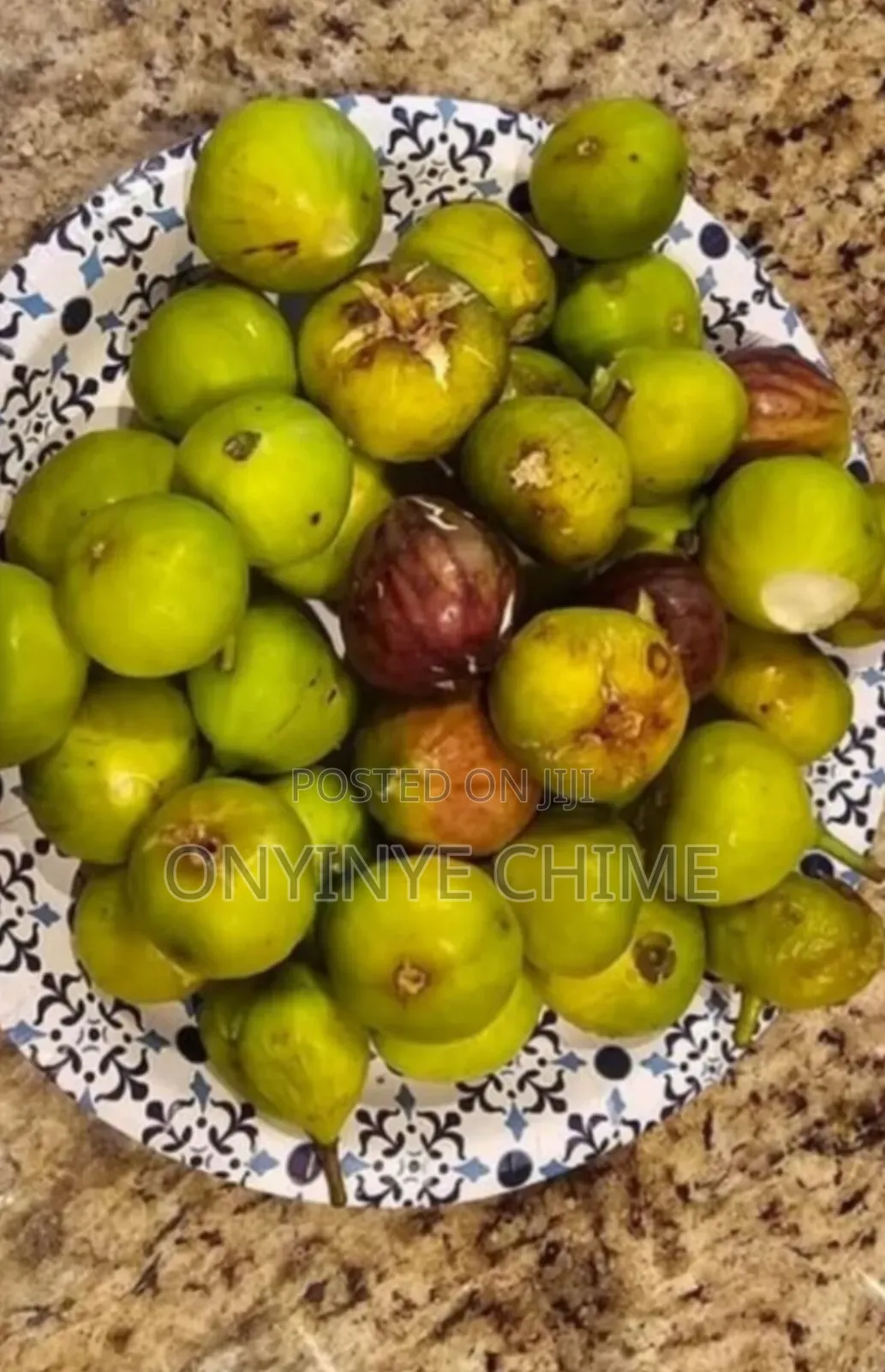 Fig Seedlings