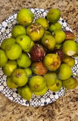 Fig Seedlings