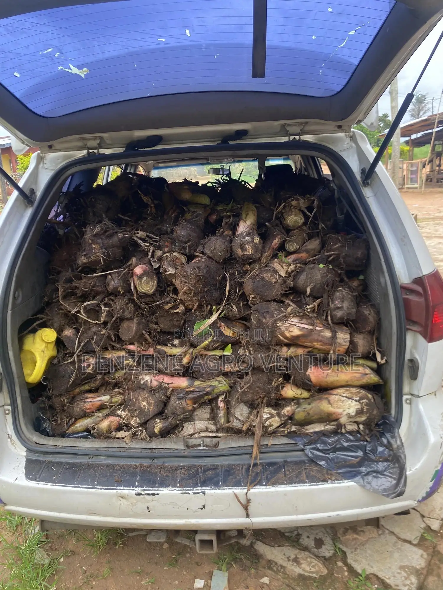 Plantain Sucker
