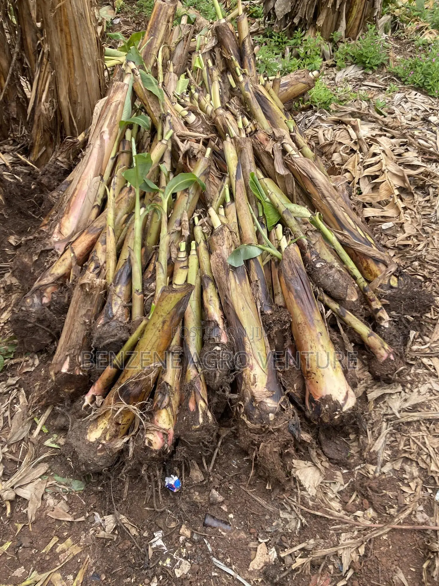 Plantain Sucker