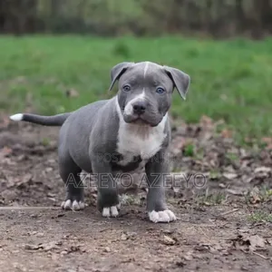 1-3 months Male Purebred American Pit Bull Terrier