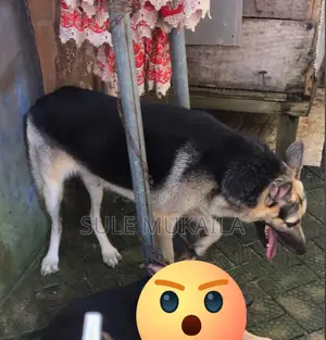 3-6 months Male Purebred German Shepherd