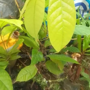 Hybrids: Cocoa Stand and Oil Palm Seedlings