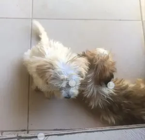 1-3 months Male Purebred Lhasa Apso