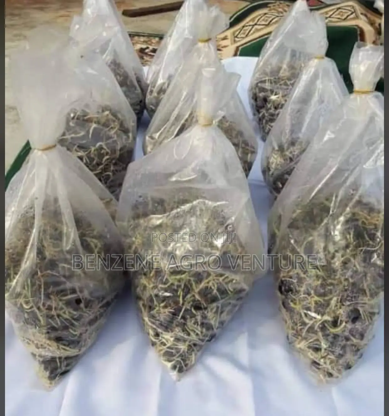 Supergene Sprouted Palm Seeds