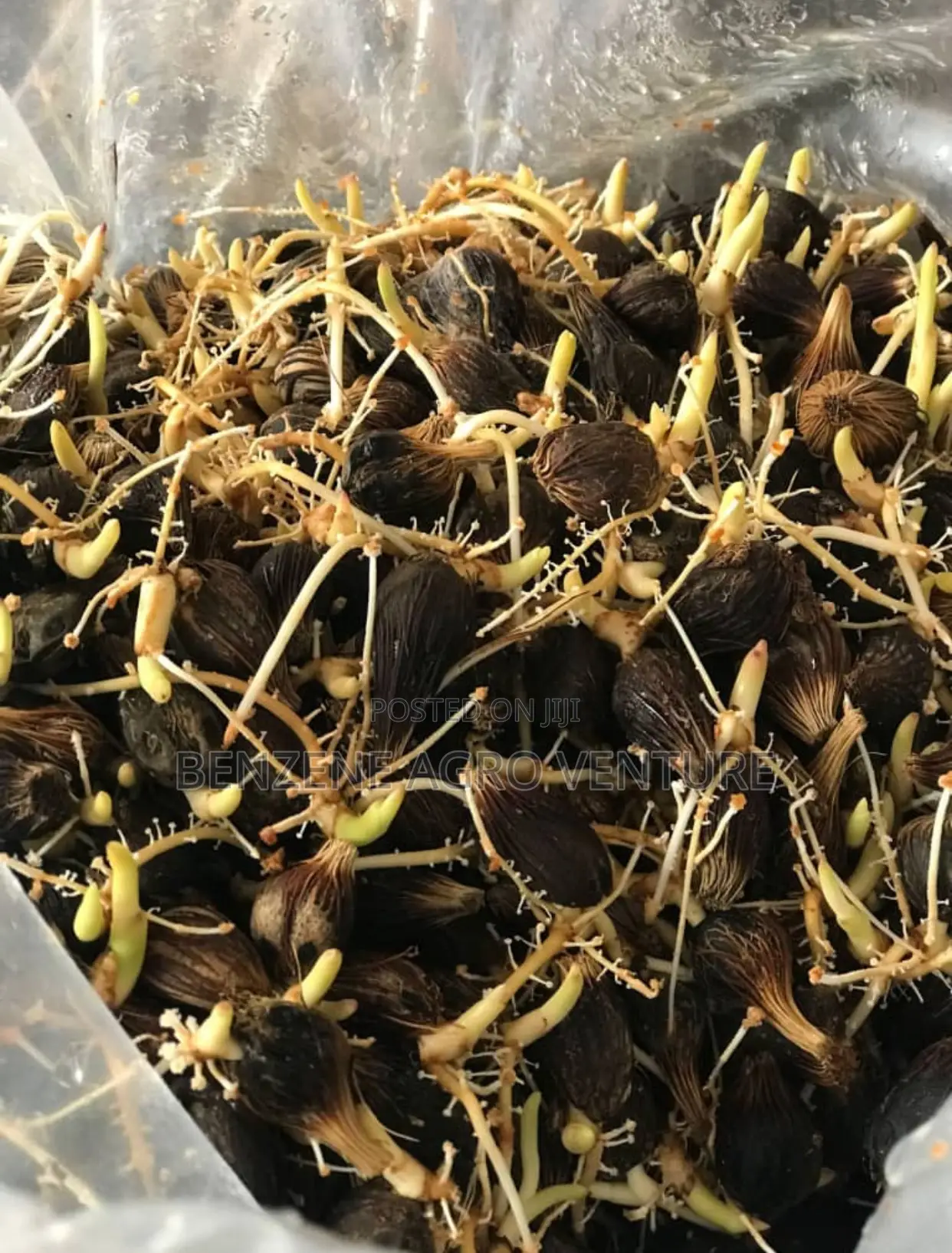 Supergene Sprouted Palm Seeds