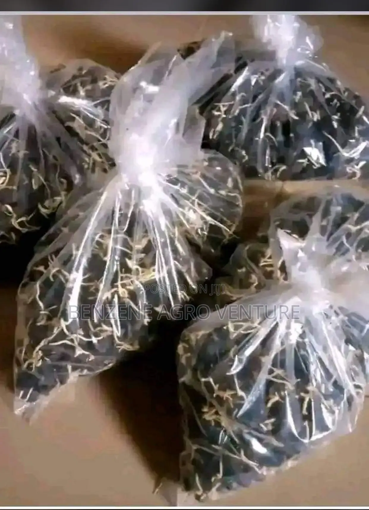 Supergene Sprouted Palm Seeds