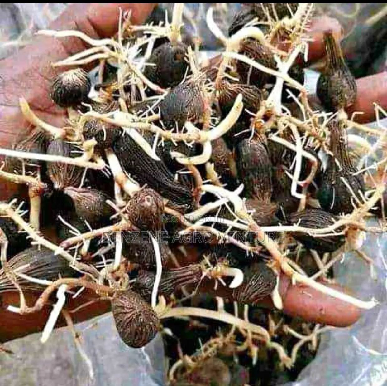 Supergene Sprouted Palm Seeds