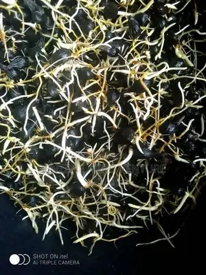 Hybrid Supegene Sprouted Palm Seeds