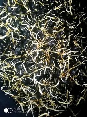 Hybrid Supegene Sprouted Palm Seeds