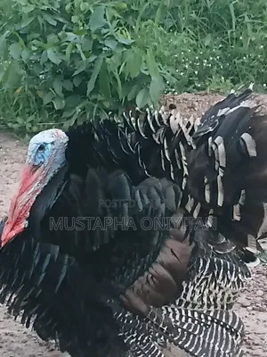 Live Turkey