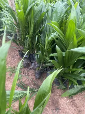 Tenera Palm Seedling