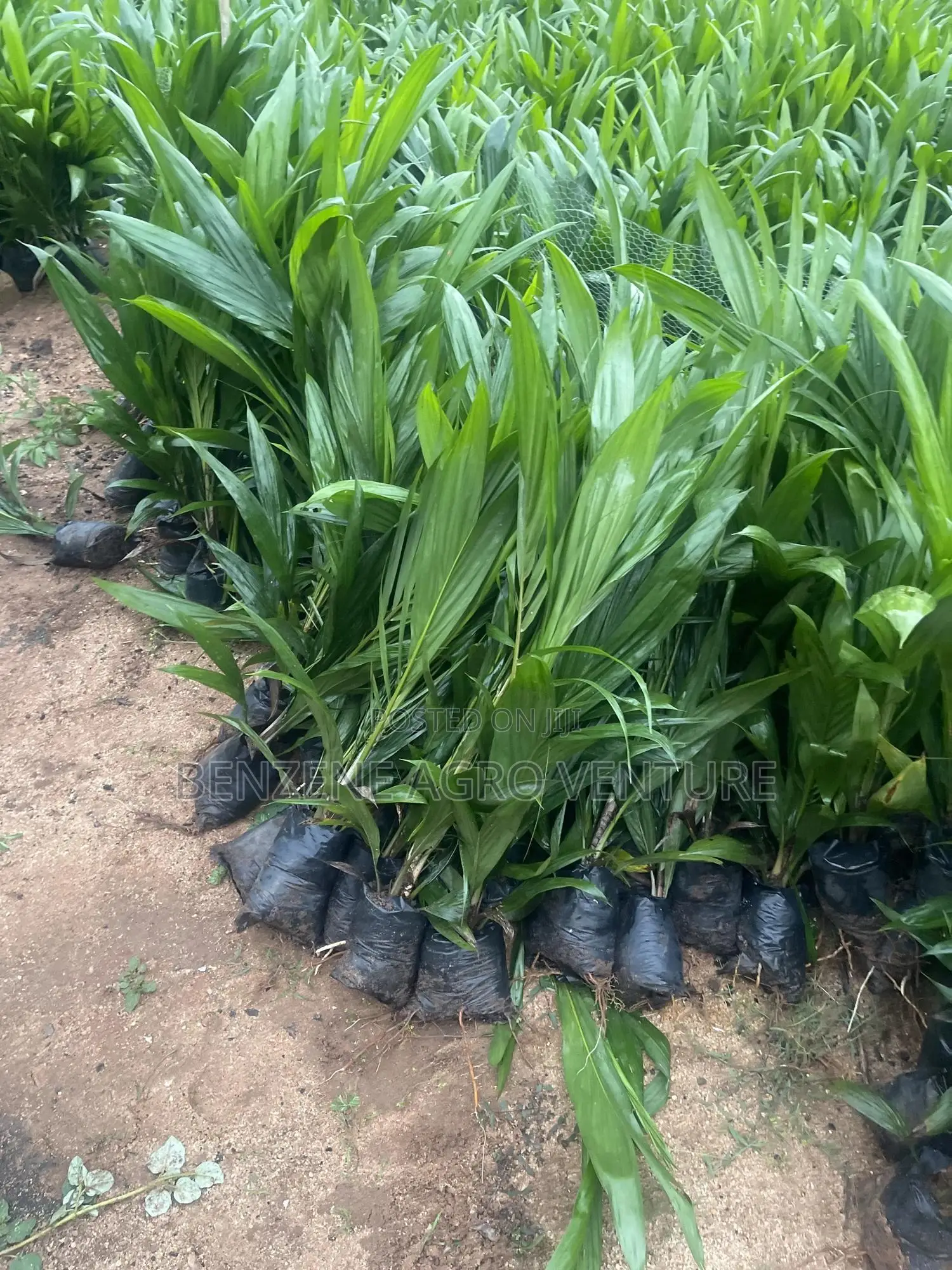 Tenera Palm Seedling