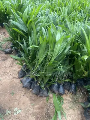 Tenera Palm Seedling