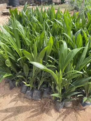 Tenera Palm Seedling