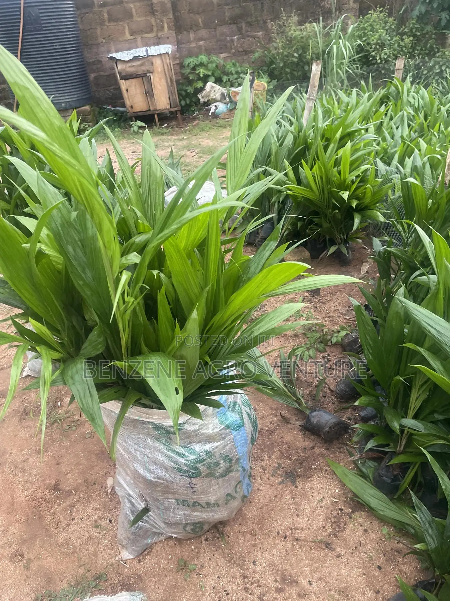 Tenera Palm Seedling