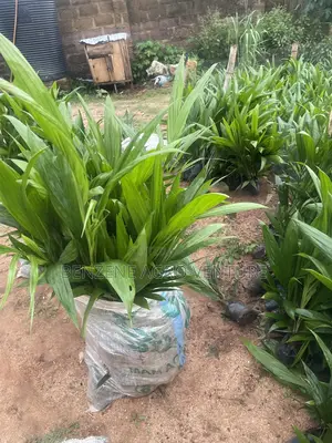 Tenera Palm Seedling