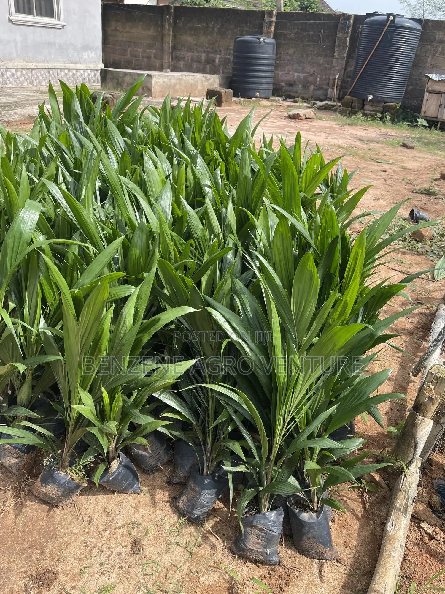 Tenera Palm Seedling
