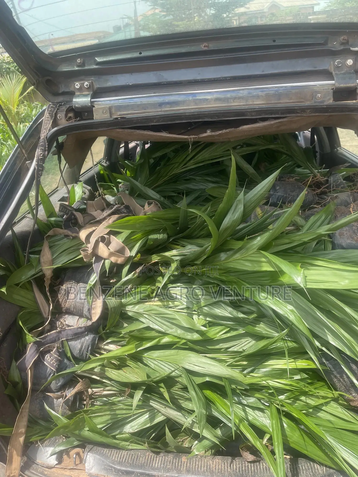 Tenera Palm Seedling