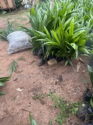 Tenera Palm Seedling