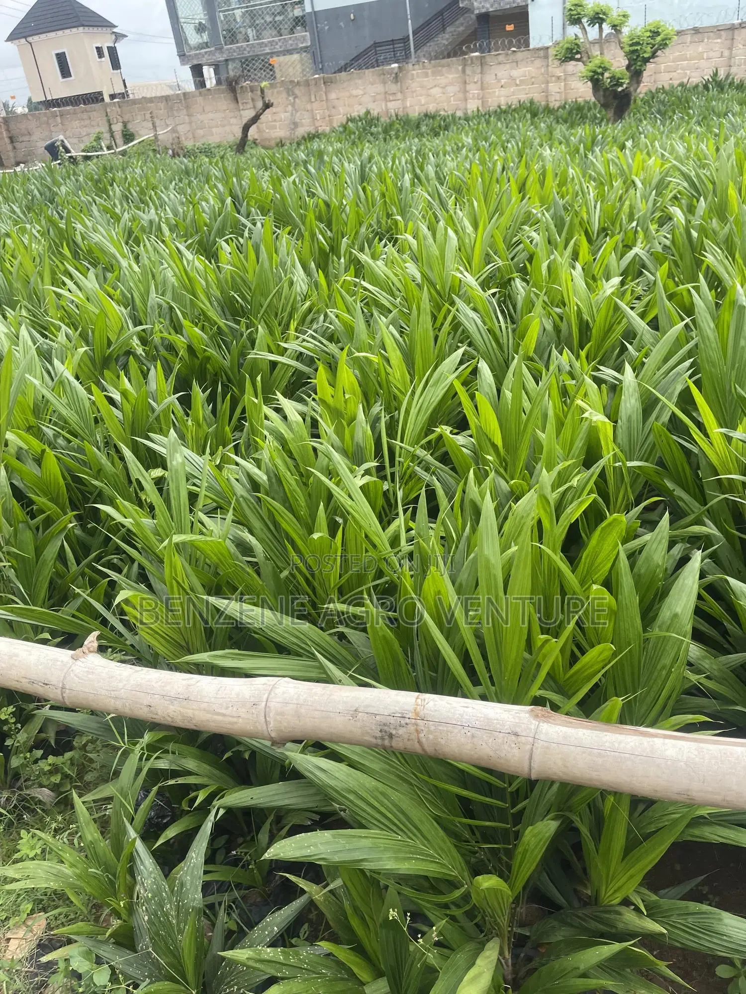 Palm Seedling