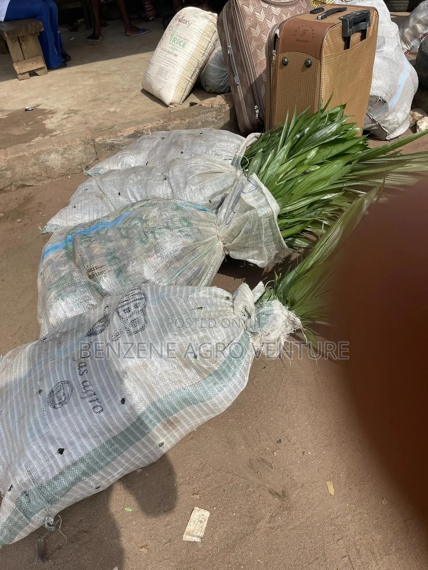 Palm Seedling