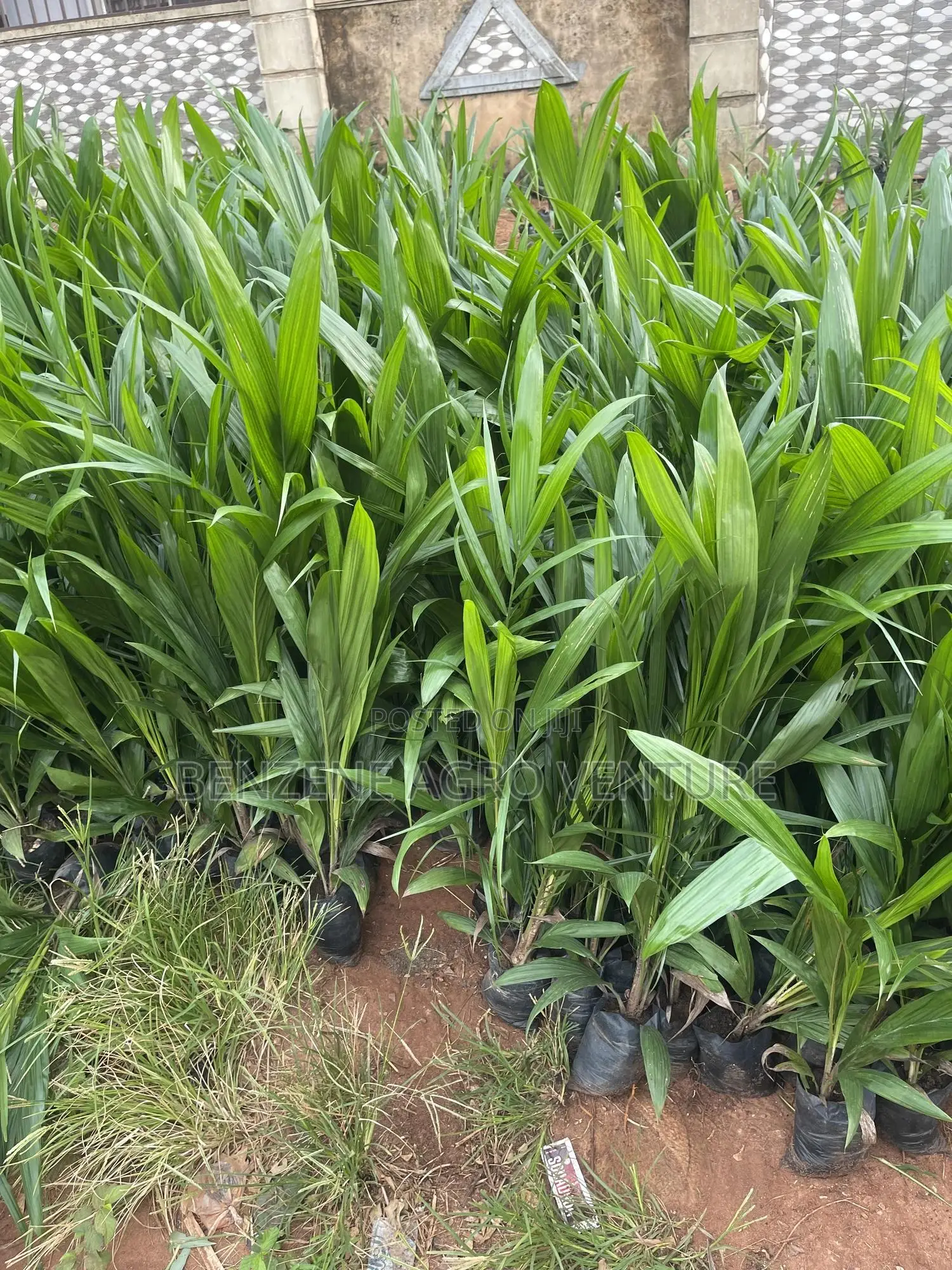 Palm Seedling