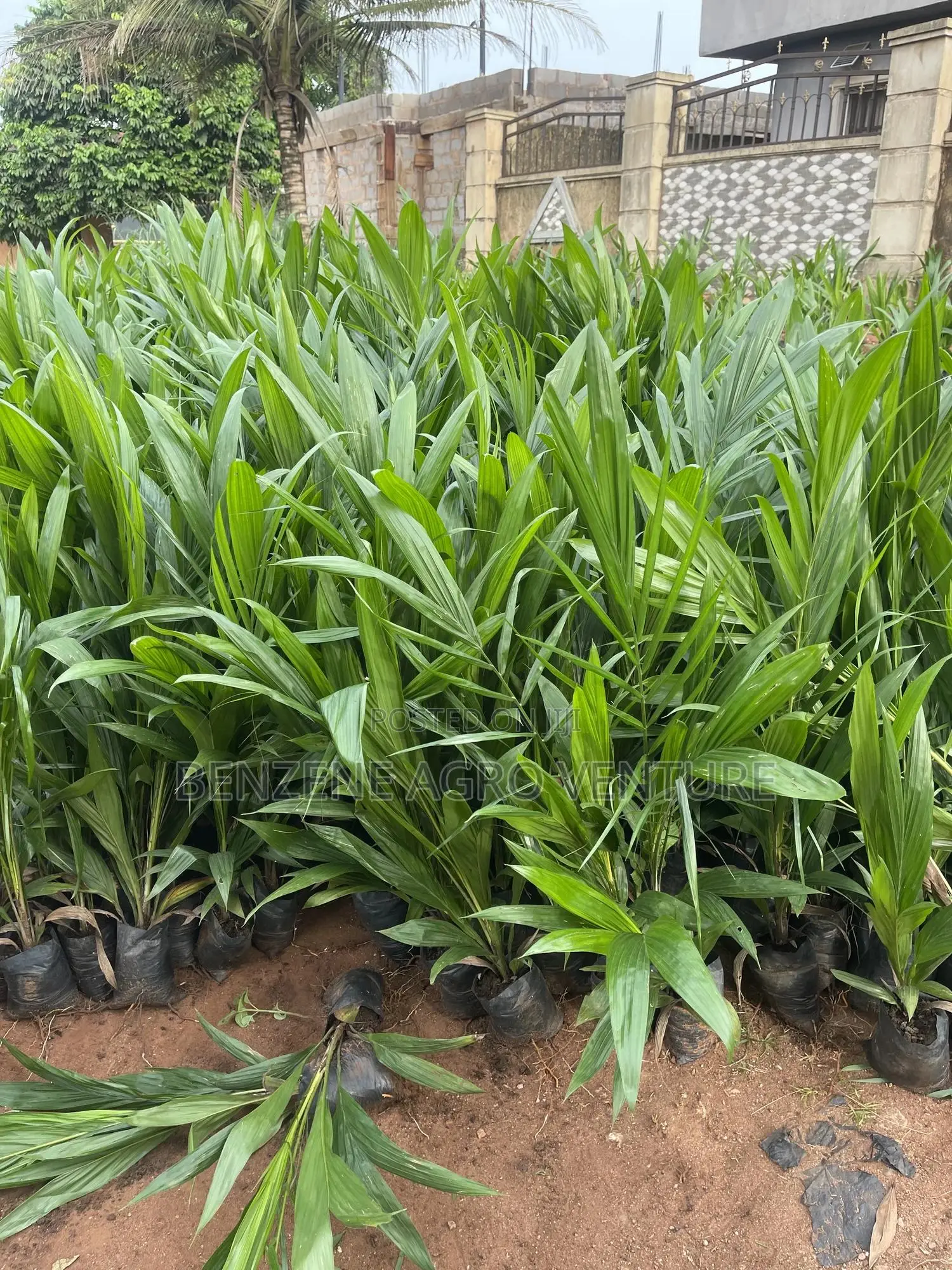 Palm Seedling