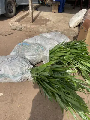 Palm Seedling