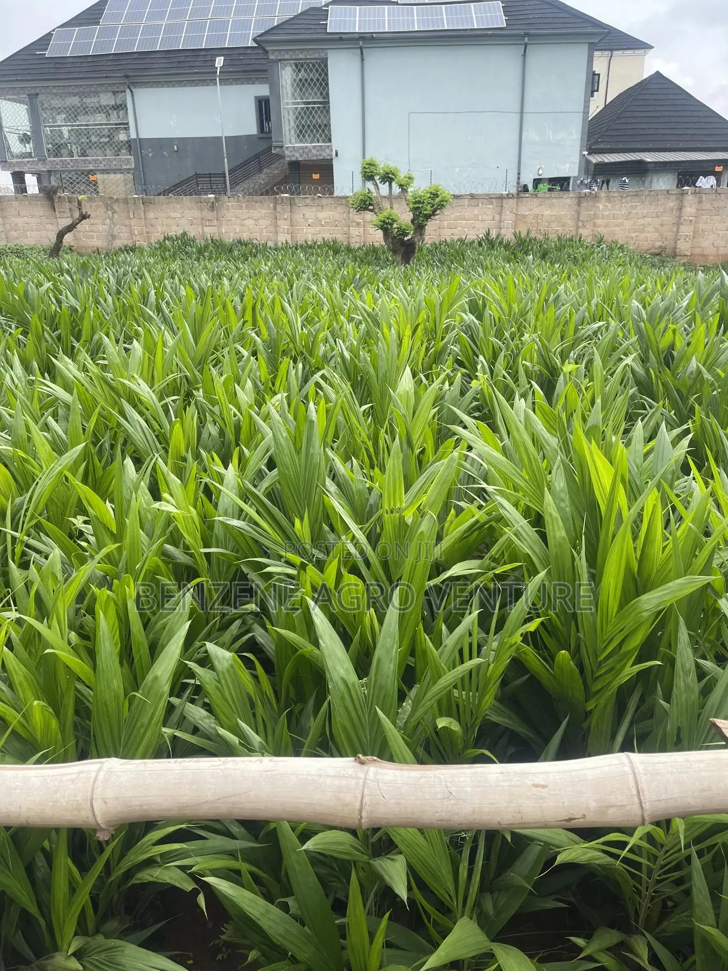 Palm Seedling