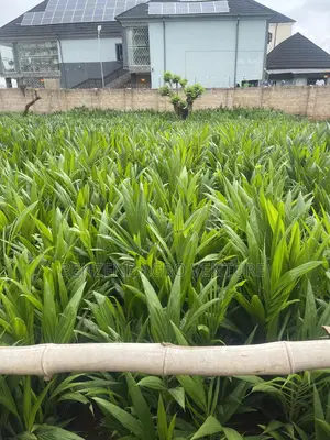 Palm Seedling