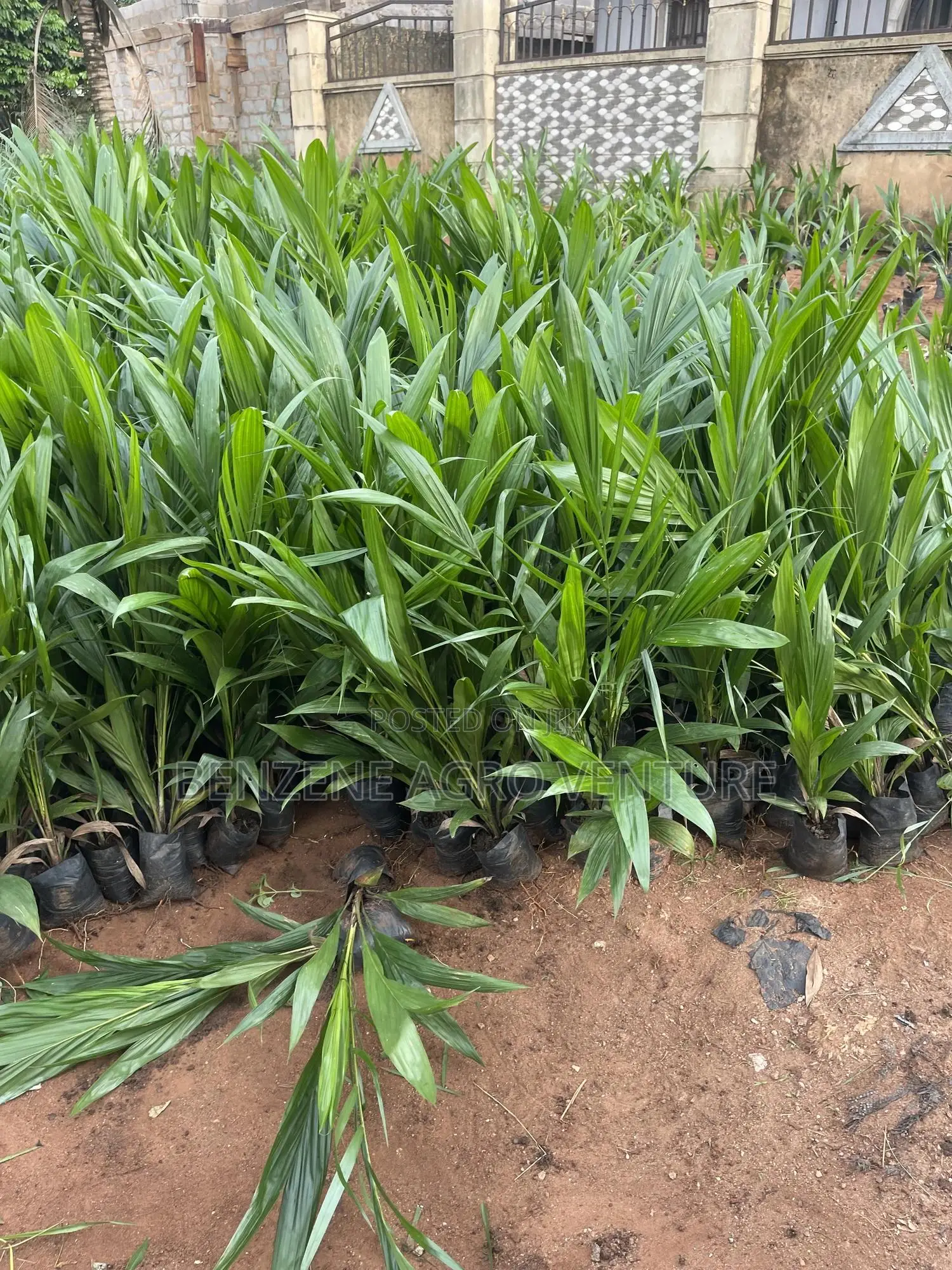 Palm Seedling
