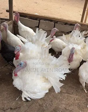 I Want to Sell My Turkey Male and Female