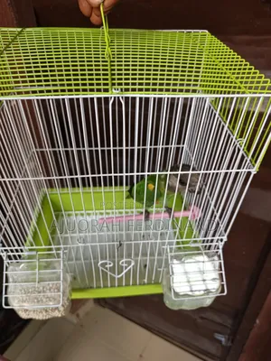 Imported and Spacious Bird Cage