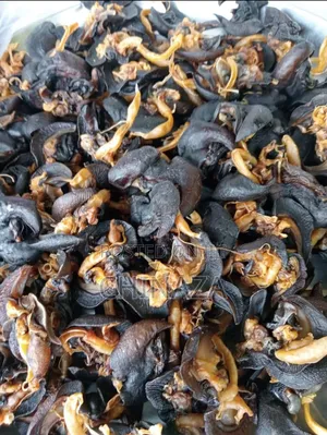 Dehydrated Snail 100-150pcs Depending on the Sizes Is