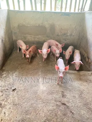 Pigs for Sale