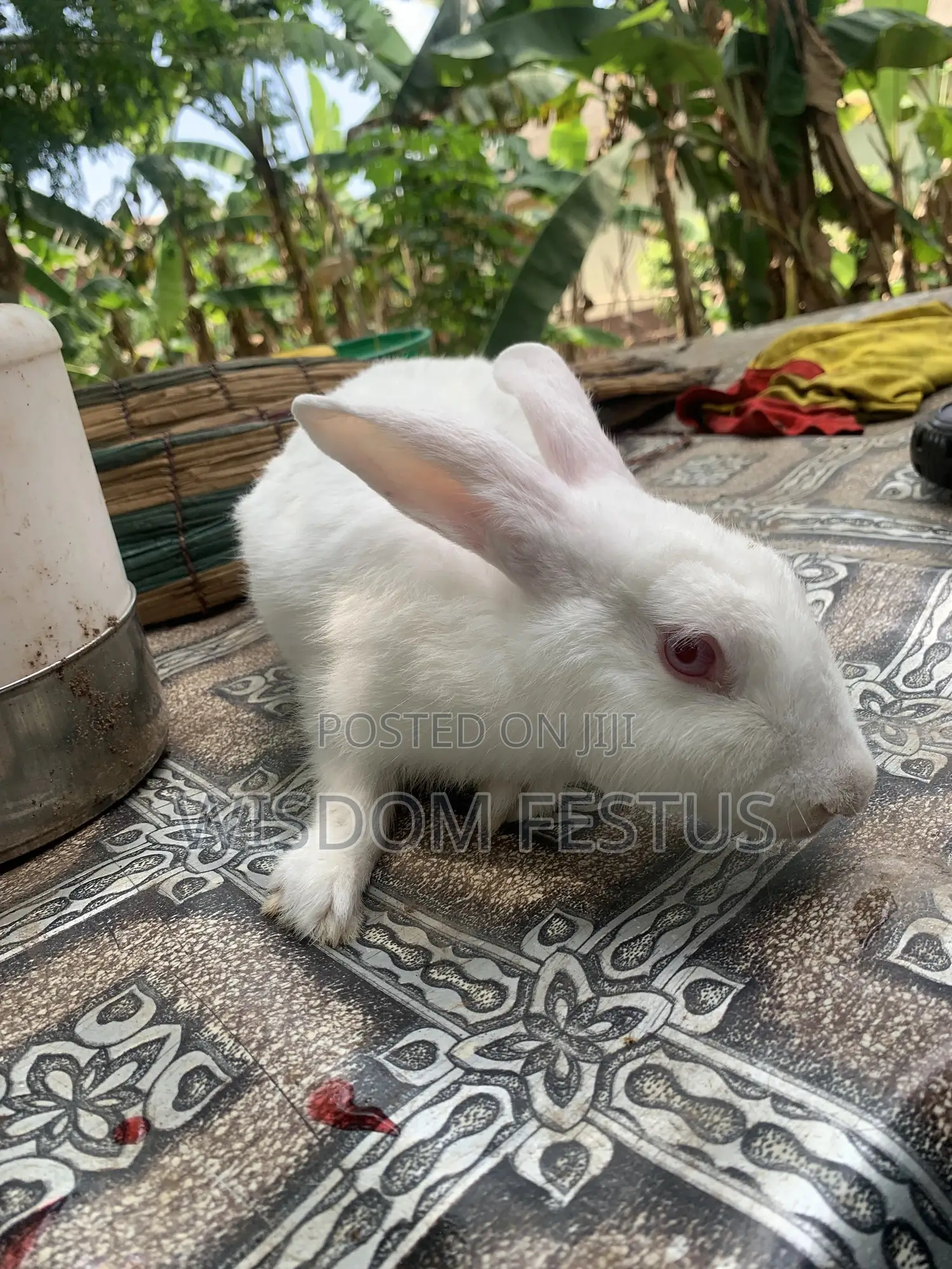 Foreign Rabbit
