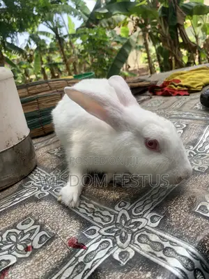 Foreign Rabbit