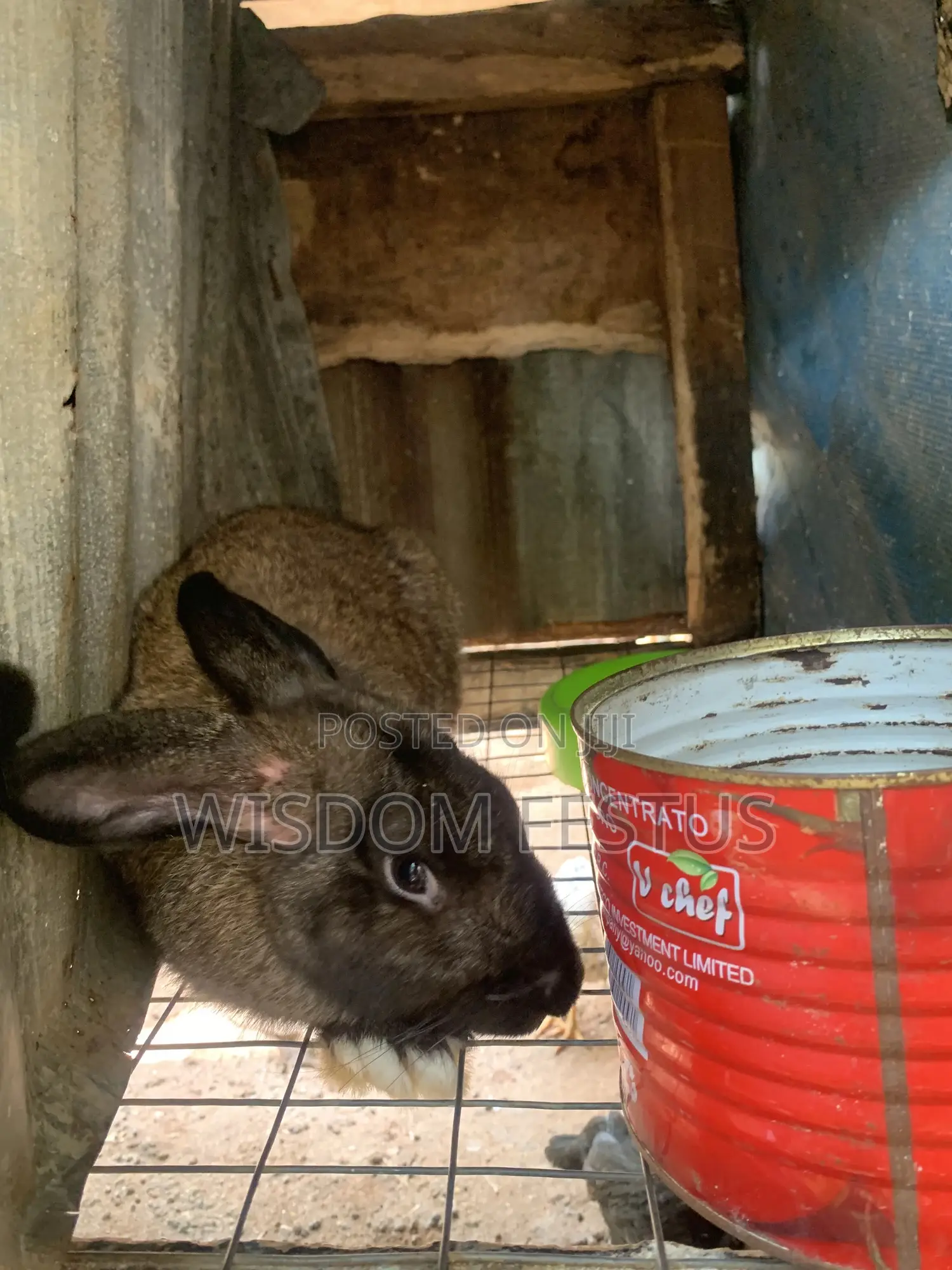 Foreign Rabbit