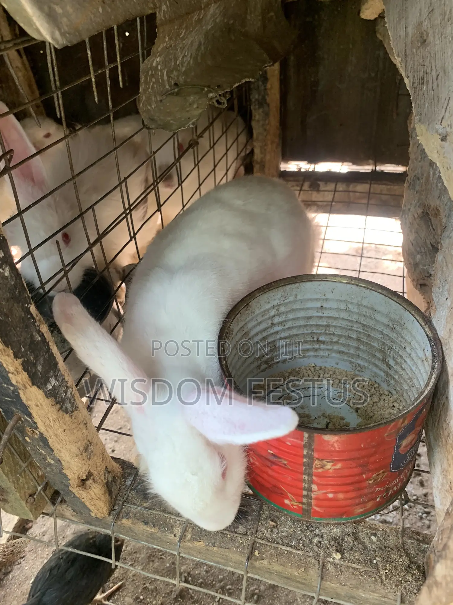 Foreign Rabbit
