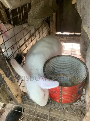 Foreign Rabbit