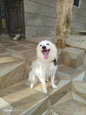 1+ year Male Purebred American Eskimo