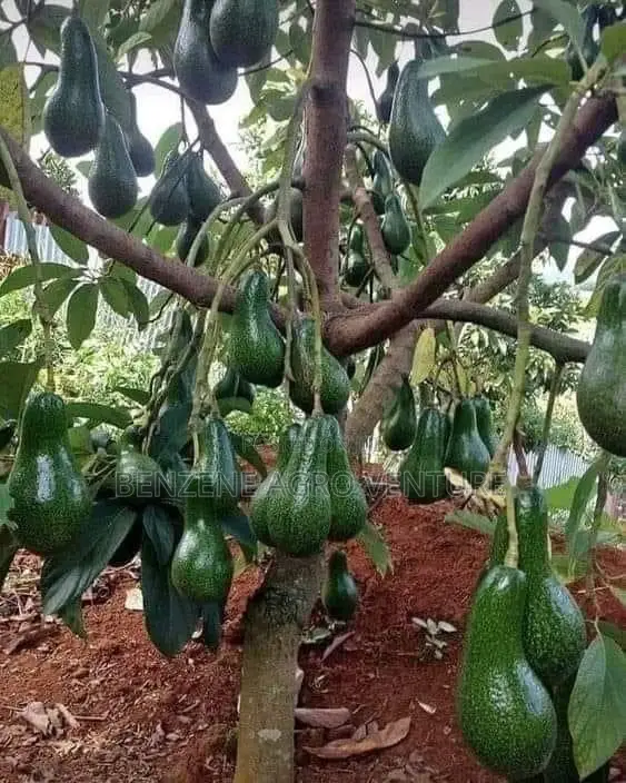 Avocado Pear Seedlings