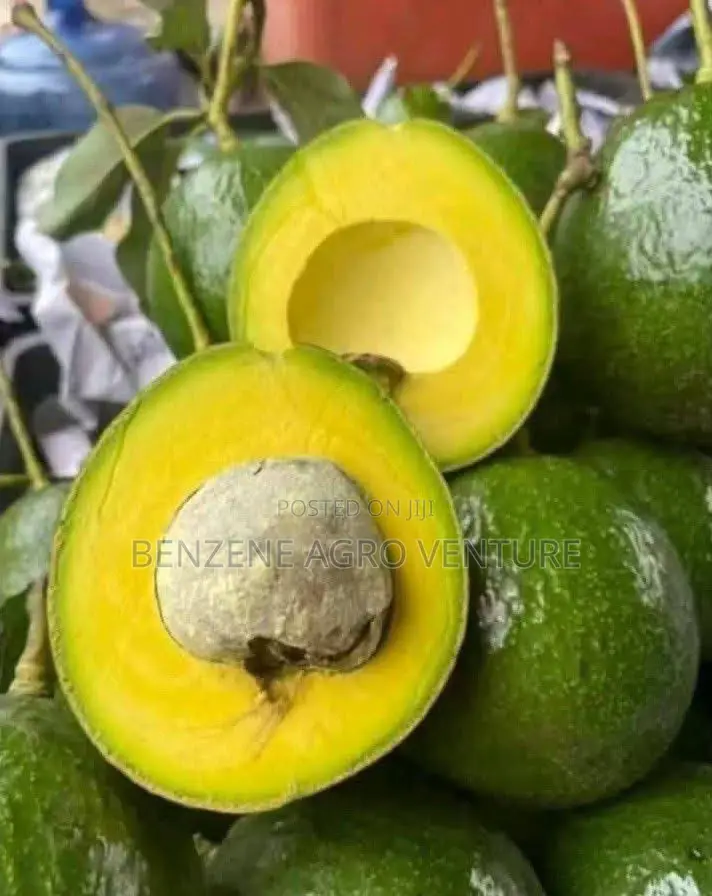 Avocado Pear Seedlings