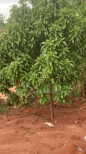 Avocado Pear Seedlings