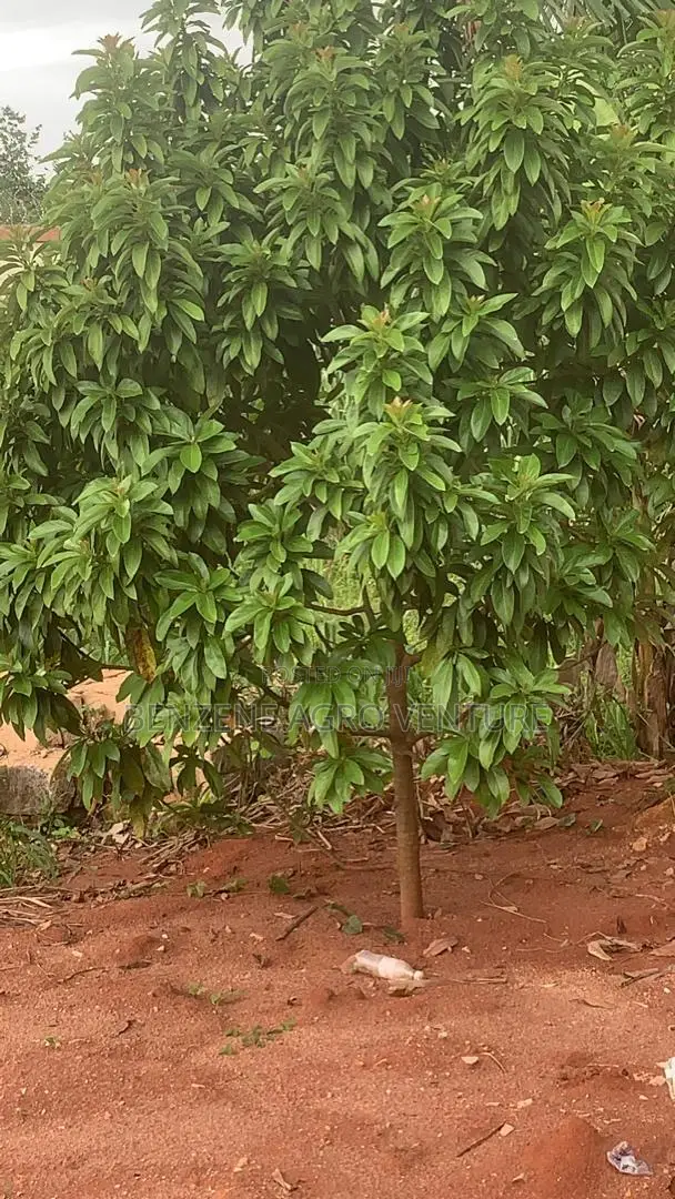 Avocado Pear Seedlings