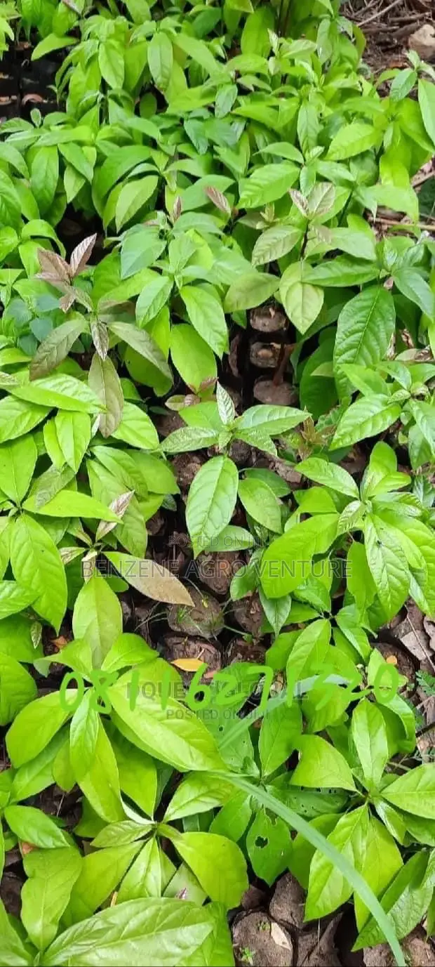 Avocado Pear Seedlings
