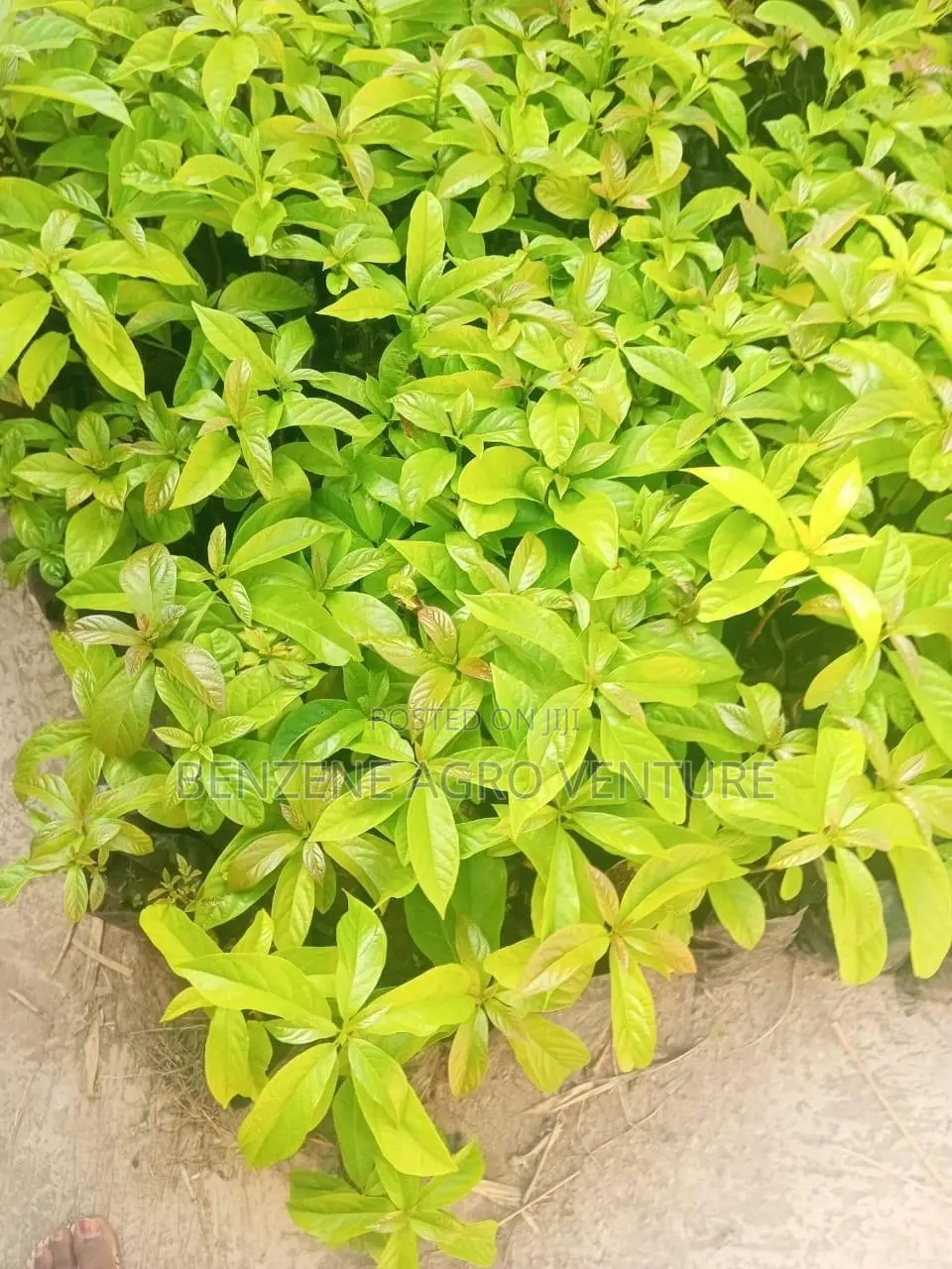 Avocado Pear Seedlings